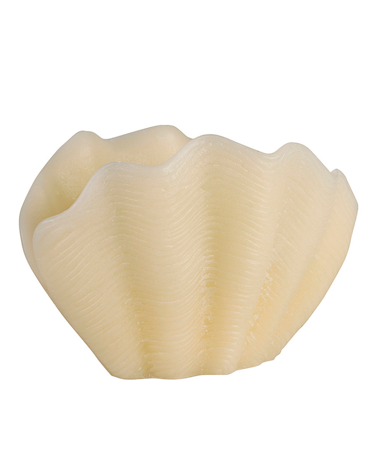 Shell Sir Lankester di Cerabella