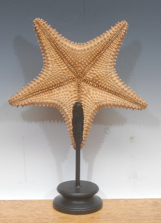 A Large Starfish