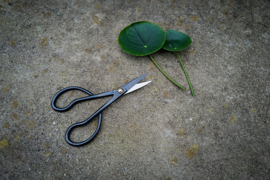 Niwaki Higurashi Snips (mekiri)
