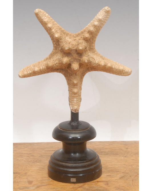 A Starfish