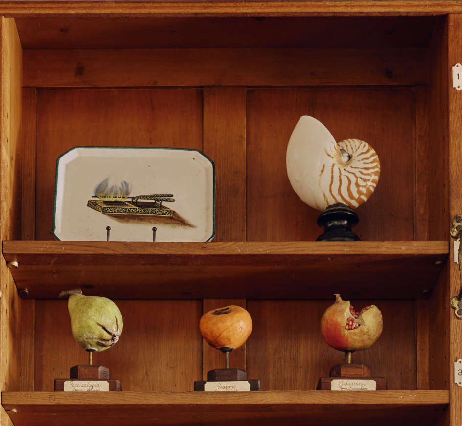 A Tiger Nautilus Shell