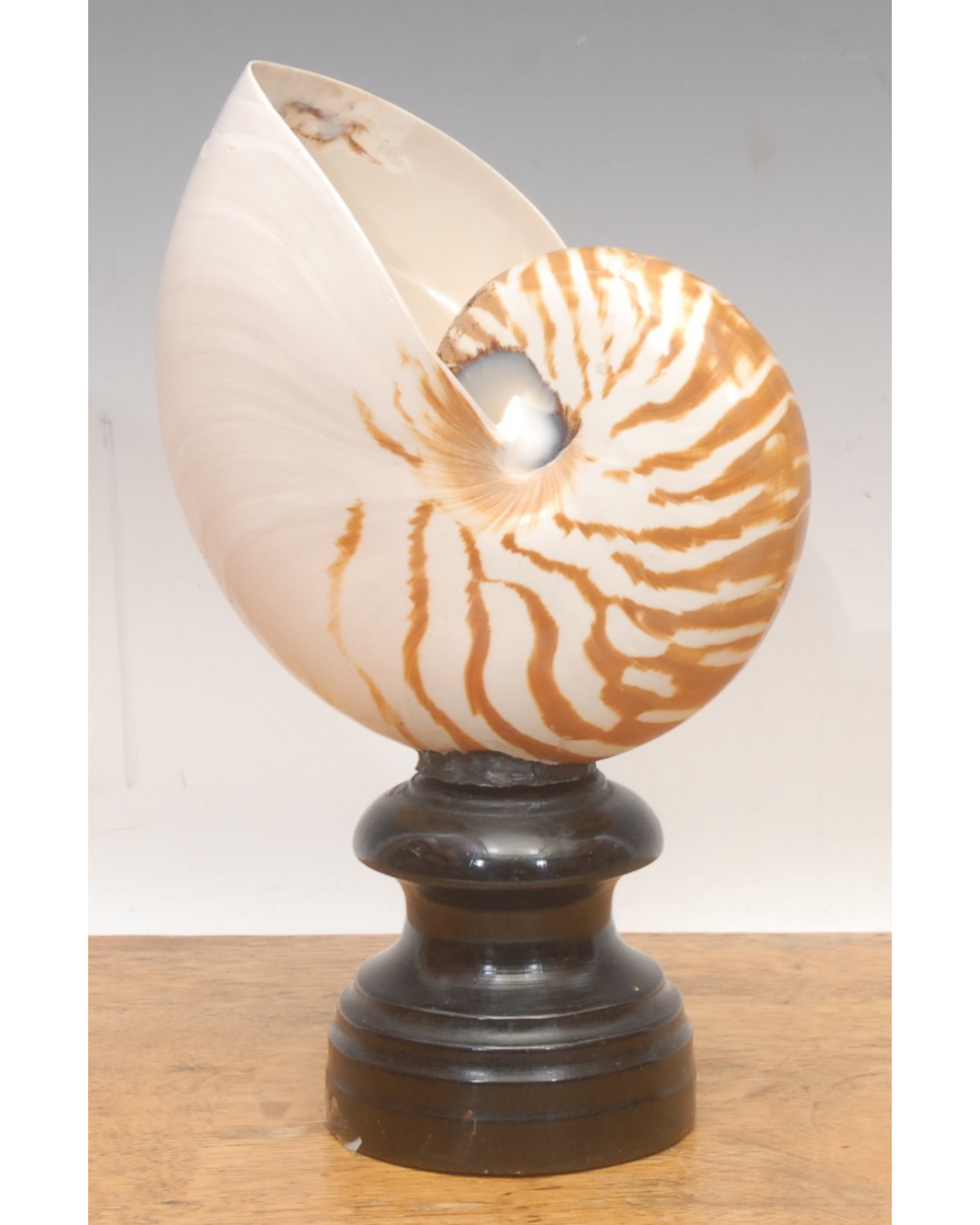 A Tiger Nautilus Shell