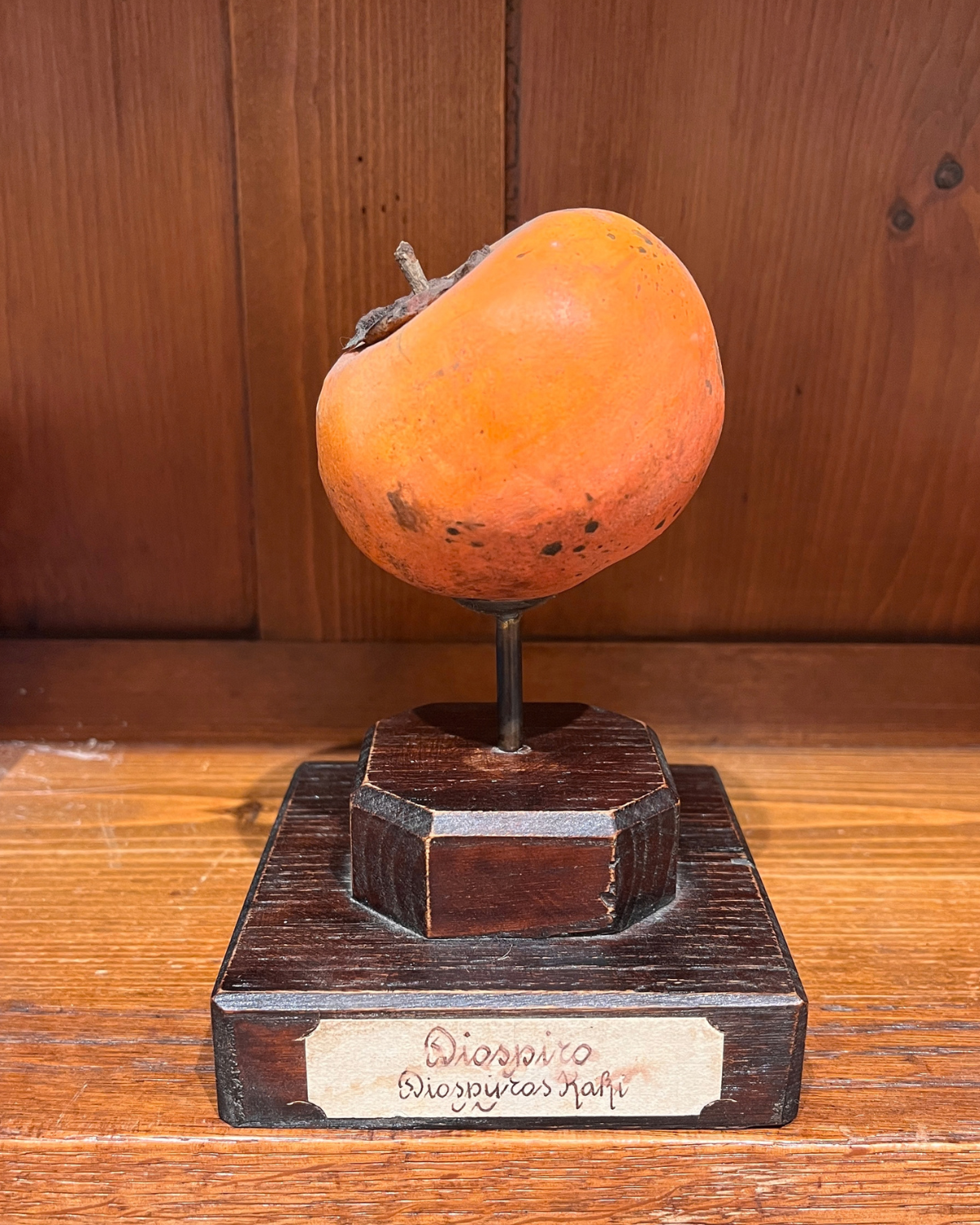 A painted gesso botanical model of a persimmon, early 20th century