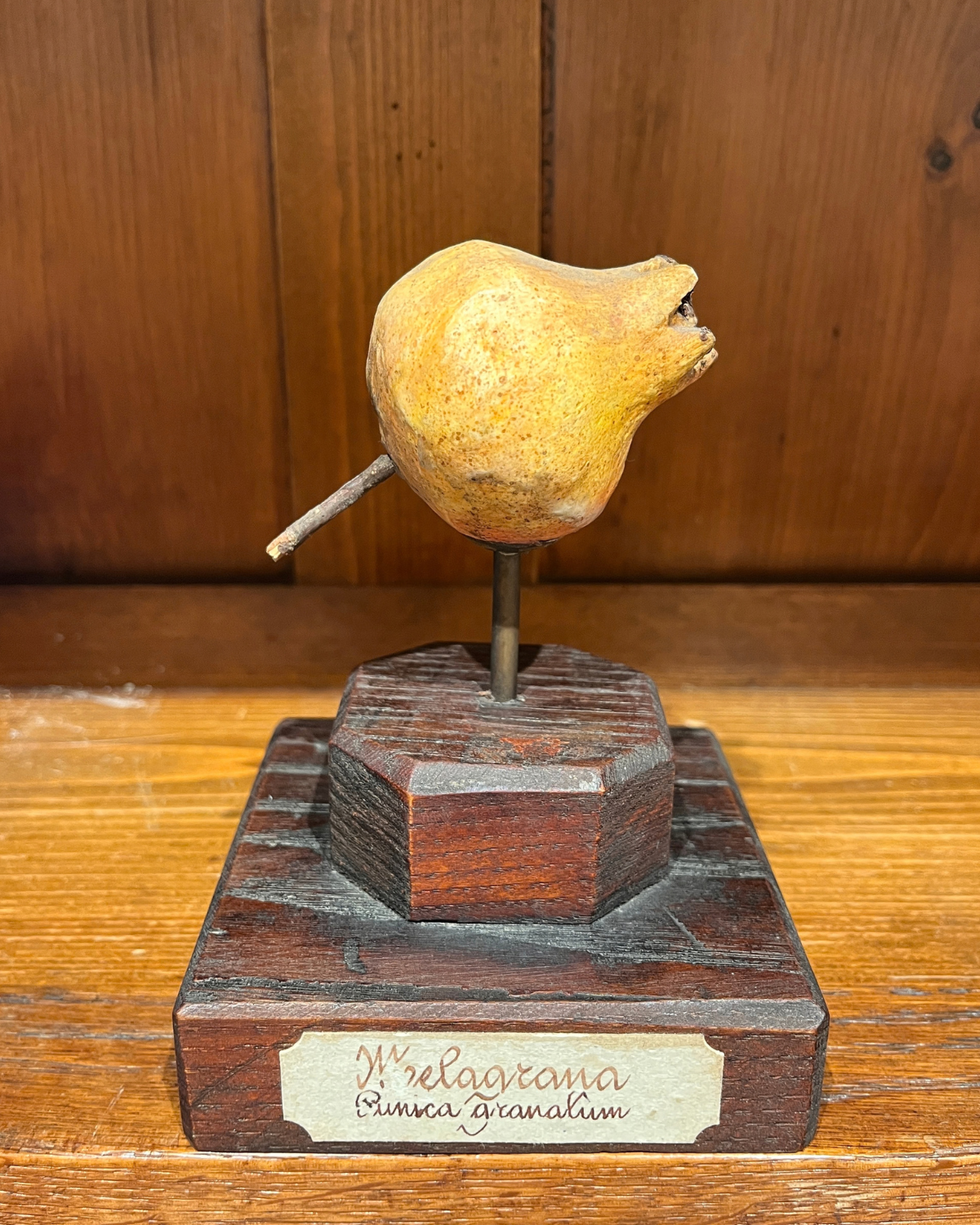A painted gesso botanical model of a pomegranate, early 20th century