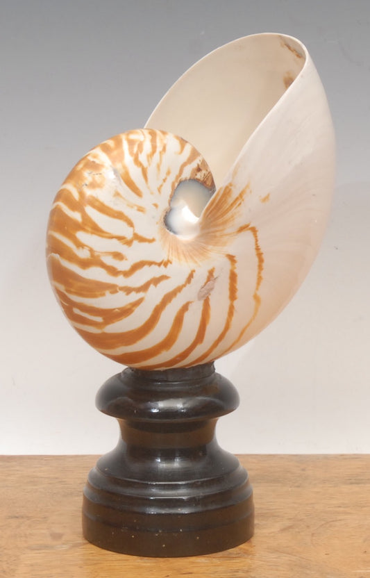 A Tiger Nautilus Shell
