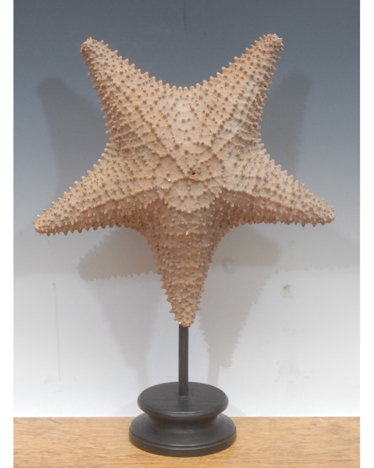 A Large Starfish