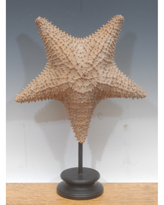 A Large Starfish