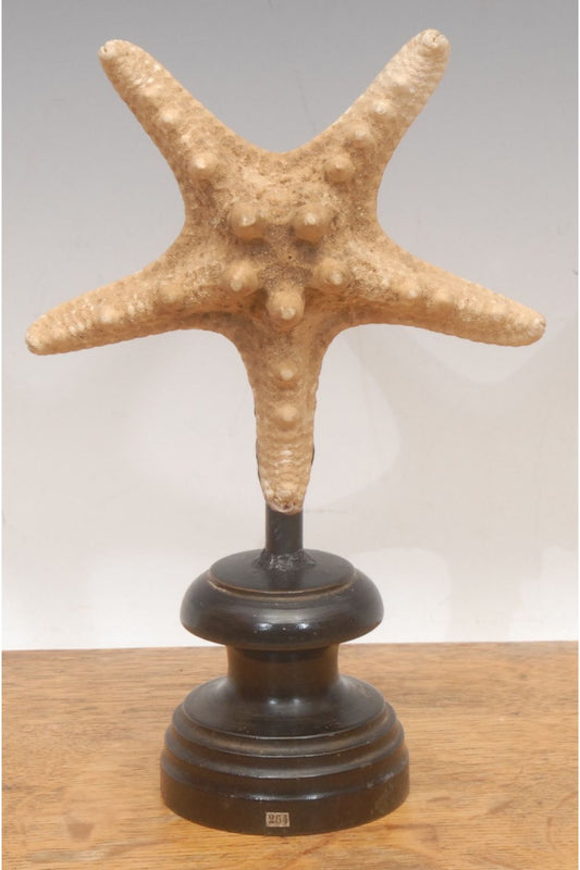 A Starfish